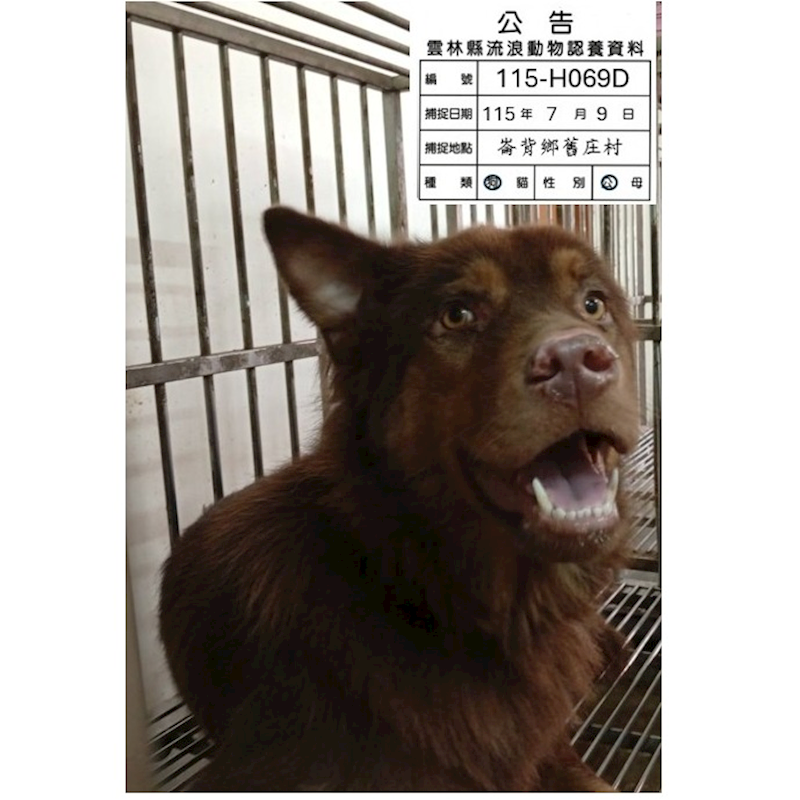 雲林縣流浪動物收容所,編號:461043, 混種犬          