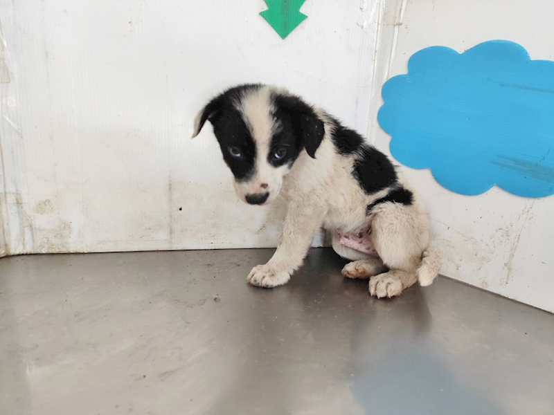 高雄市燕巢動物保護關愛園區,編號:461140, 混種犬          