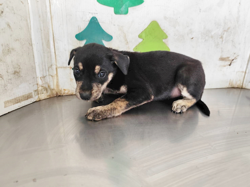 高雄市燕巢動物保護關愛園區,編號:461138, 混種犬          