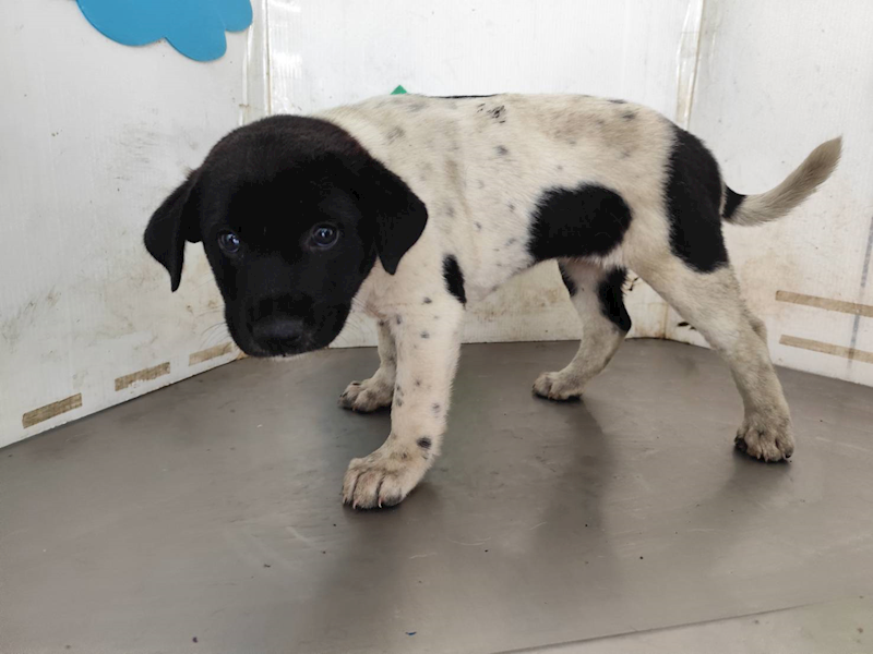 高雄市燕巢動物保護關愛園區,編號:461172, 混種犬          