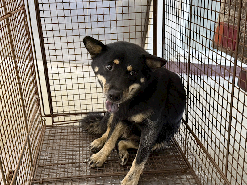 桃園市動物保護教育園區,編號:455422, 柴犬                  