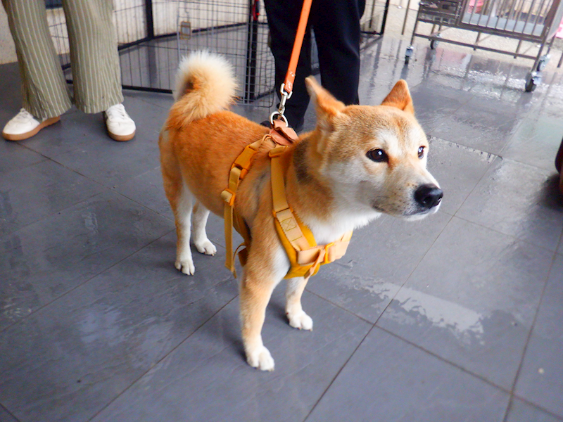 南投縣公立動物收容所,編號:457276, 柴犬                  