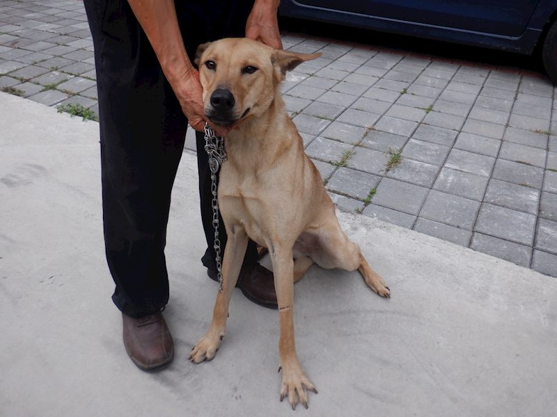 南投縣公立動物收容所,編號:364082, 混種犬          