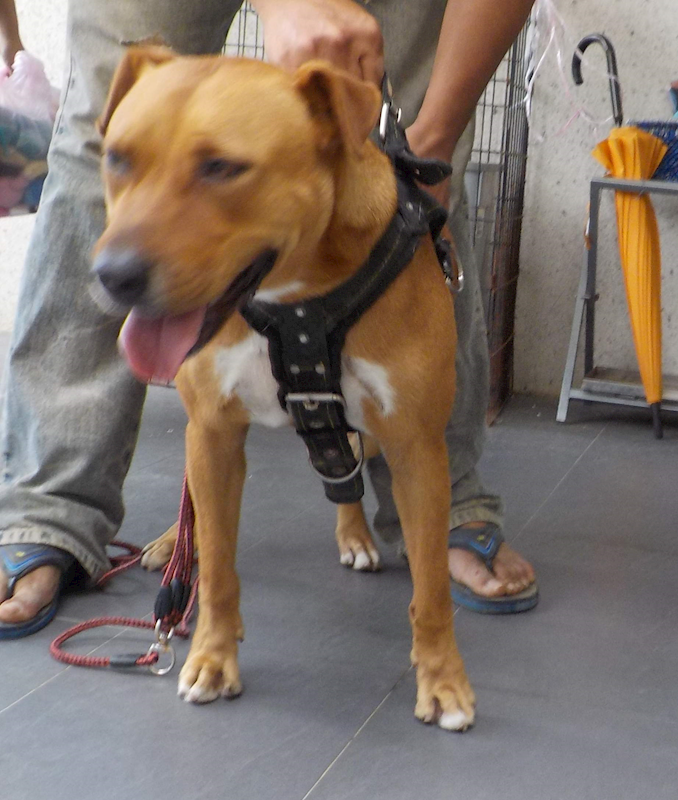 南投縣公立動物收容所,編號:331843, 混種犬          