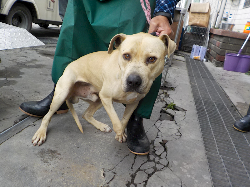 南投縣公立動物收容所,編號:293615, 混種犬          