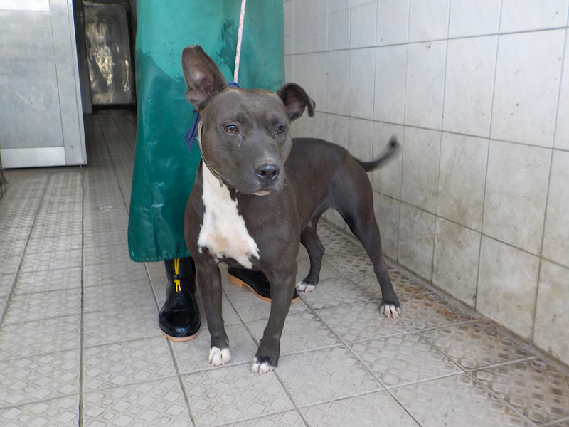 南投縣公立動物收容所,編號:289042, 混種犬          