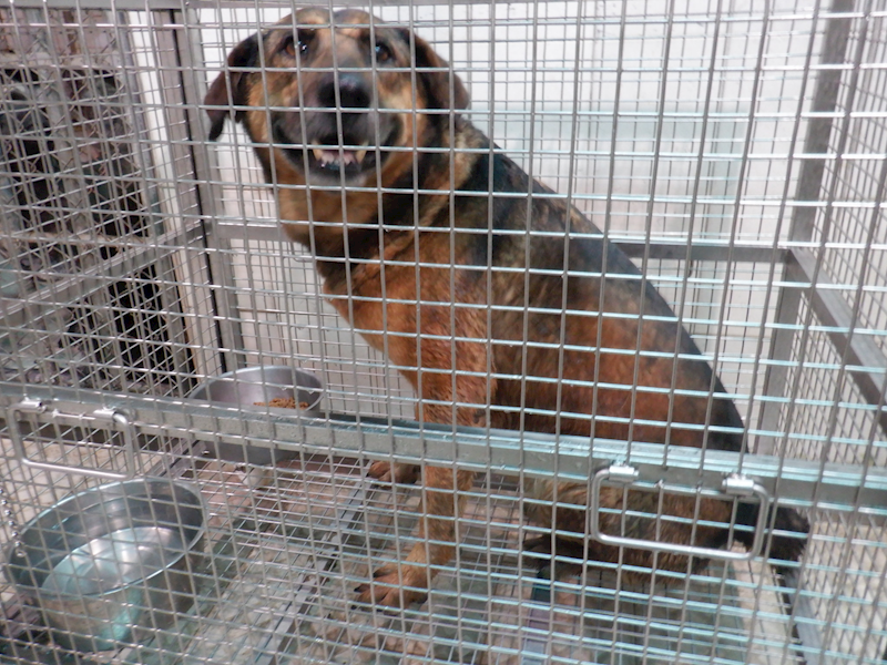 南投縣公立動物收容所,編號:349075, 混種犬          