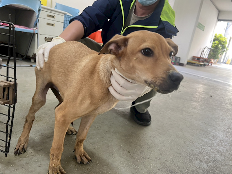 桃園市動物保護教育園區,編號:381014, 混種犬          