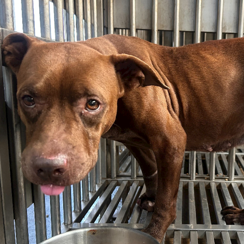 新北市板橋區公立動物之家,編號:450906, 混種犬          