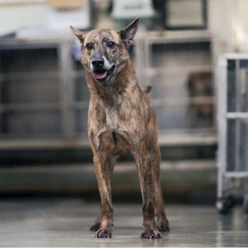 新北市板橋區公立動物之家,編號:205140, 混種犬          