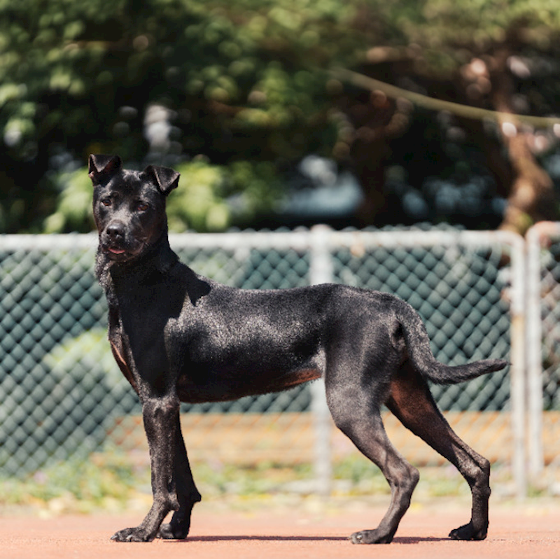 新北市板橋區公立動物之家,編號:416035, 混種犬          