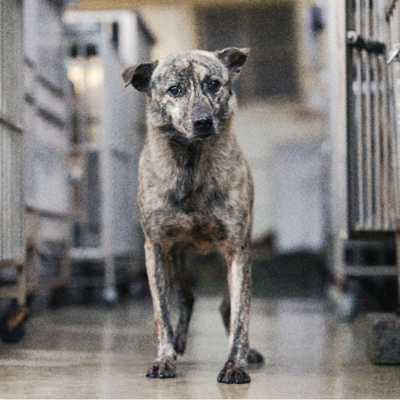 新北市板橋區公立動物之家,編號:318316, 混種犬          
