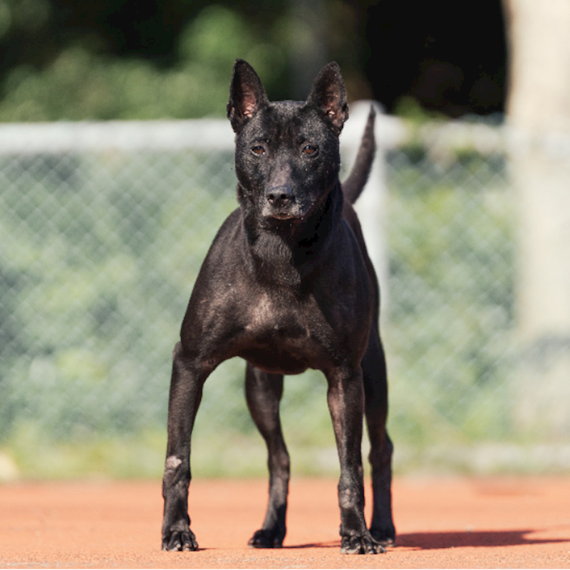 新北市板橋區公立動物之家,編號:185696, 混種犬          