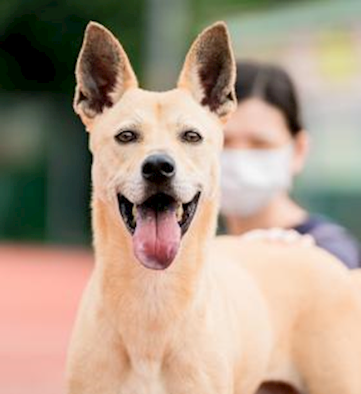 新北市板橋區公立動物之家,編號:76301, 混種犬          