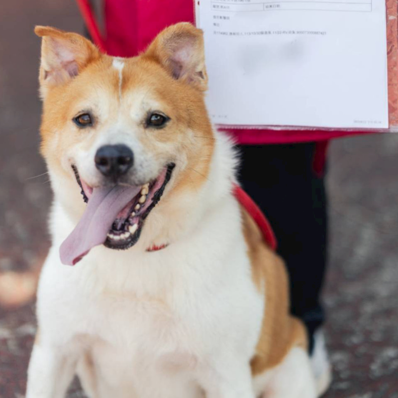 新北市板橋區公立動物之家,編號:384673, 混種犬          