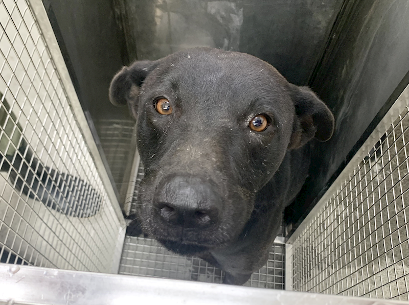 臺北市動物之家,編號:459579, 混種犬          