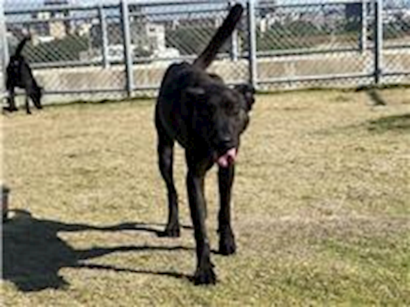 新竹市動物保護教育園區,編號:108537, 混種犬          
