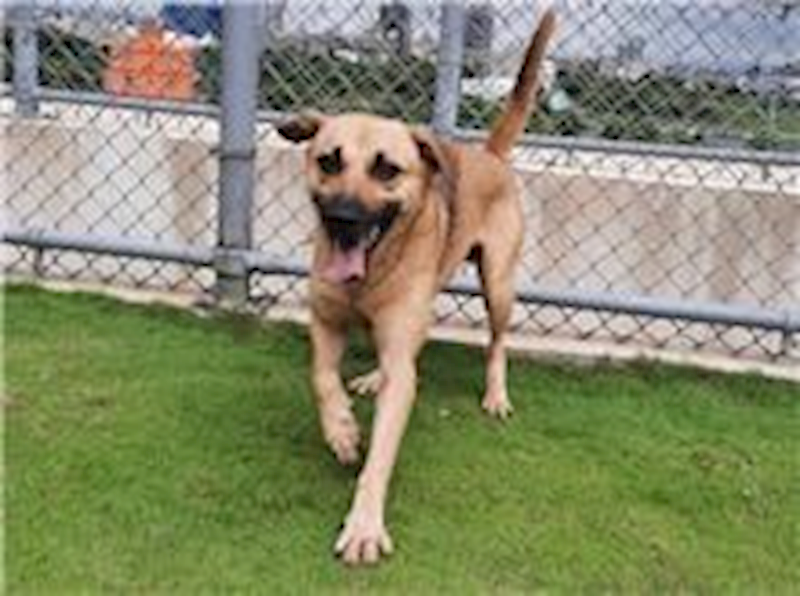 新竹市動物保護教育園區,編號:179315, 混種犬          