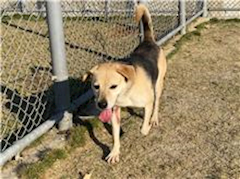 新竹市動物保護教育園區,編號:113369, 混種犬          