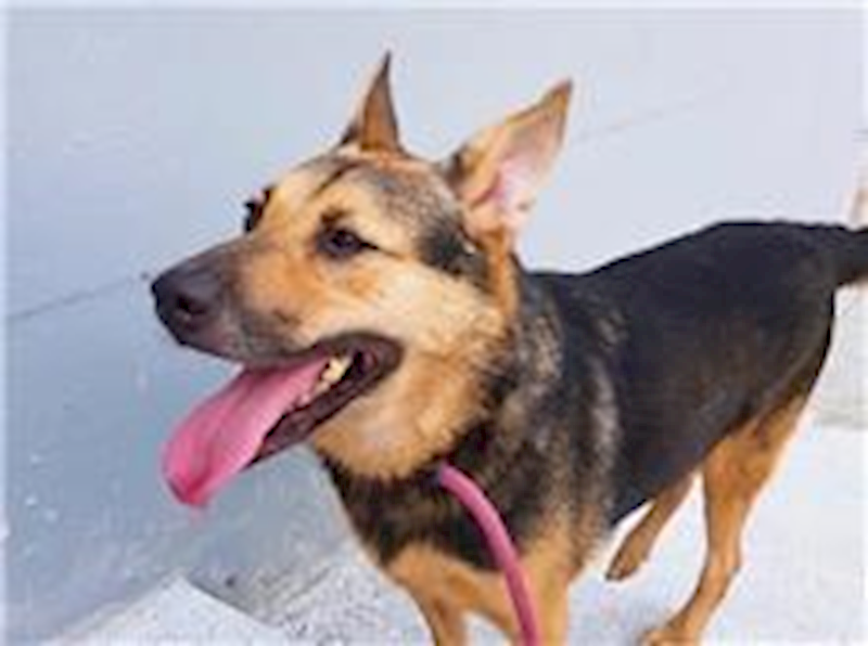 新竹市動物保護教育園區,編號:29239, 混種犬          