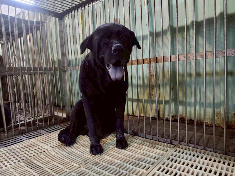 新北市板橋區公立動物之家,編號:457202, 混種犬          