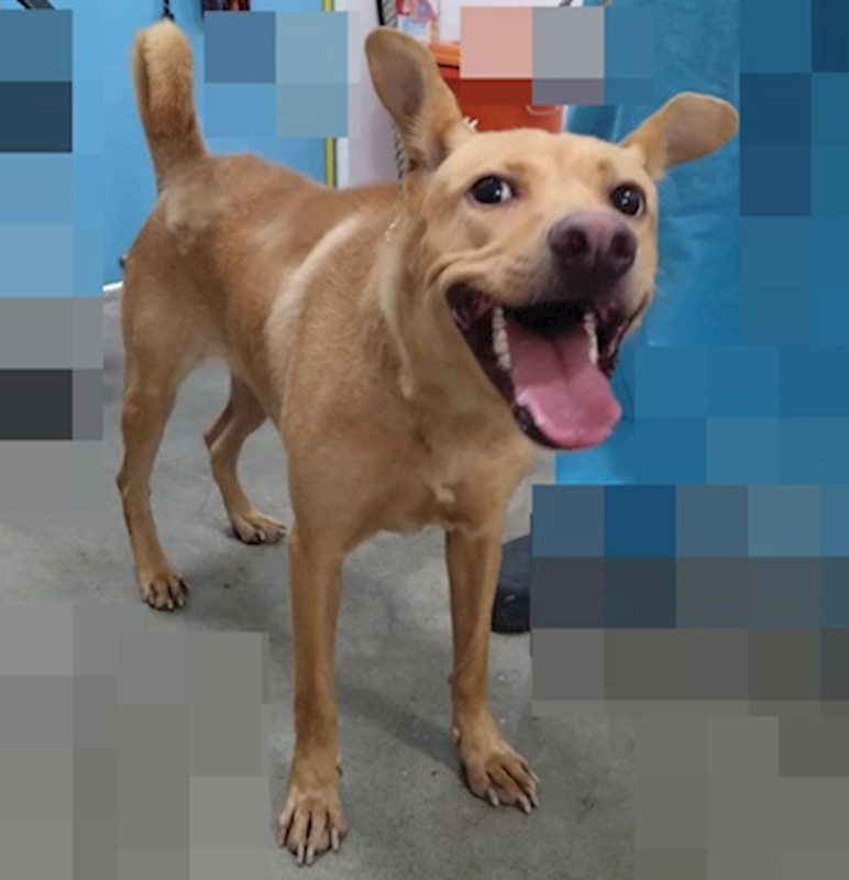 臺中市動物之家后里園區,編號:458283, 混種犬          
