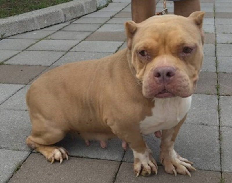 臺中市動物之家后里園區,編號:459310, 美國惡霸犬