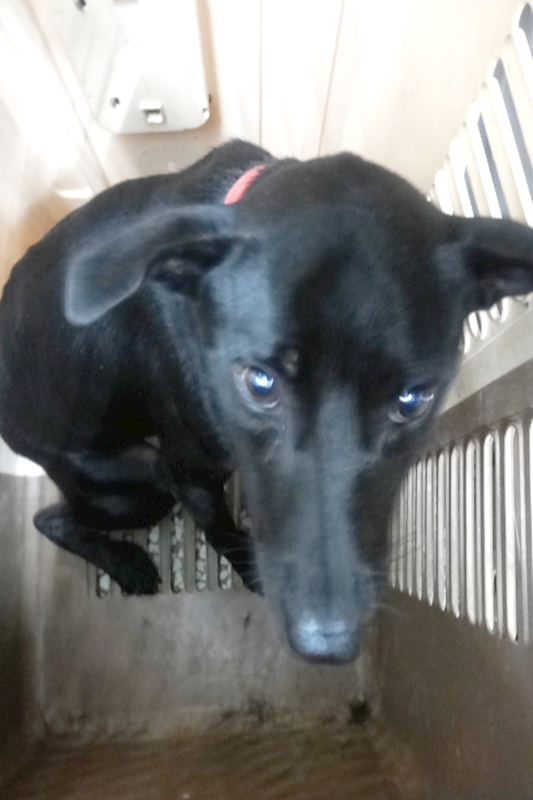 宜蘭縣流浪動物中途之家,編號:461359, 混種犬          