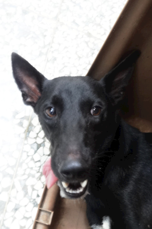 宜蘭縣流浪動物中途之家,編號:461360, 混種犬          