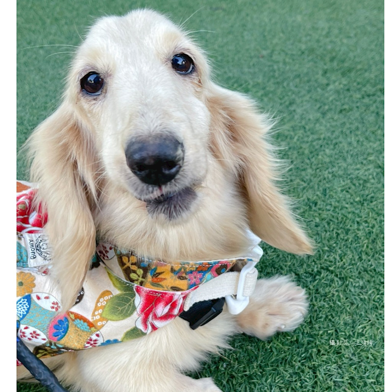 臺南市動物之家灣裡站,編號:443127, 臘腸犬