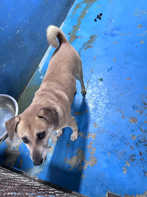 苗栗縣動物保護教育園區,編號:461375, 混種犬          