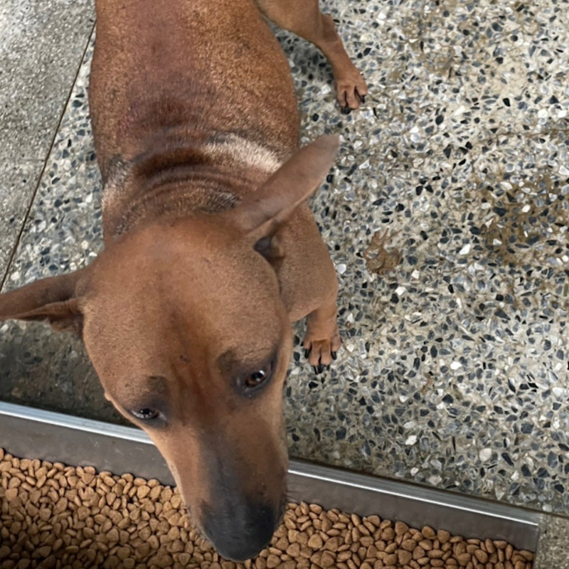 苗栗縣動物保護教育園區,編號:344951, 混種犬          