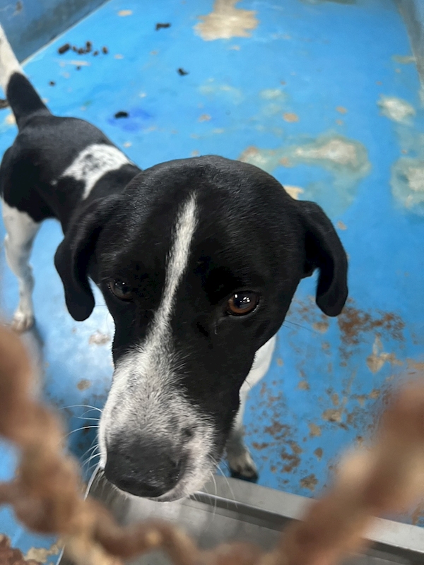 苗栗縣動物保護教育園區,編號:453708, 混種犬          