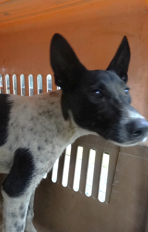 宜蘭縣流浪動物中途之家,編號:461575, 混種犬          
