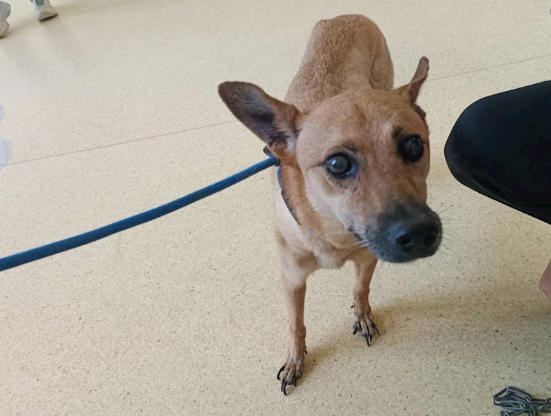 新竹市動物保護教育園區,編號:414024, 混種犬          