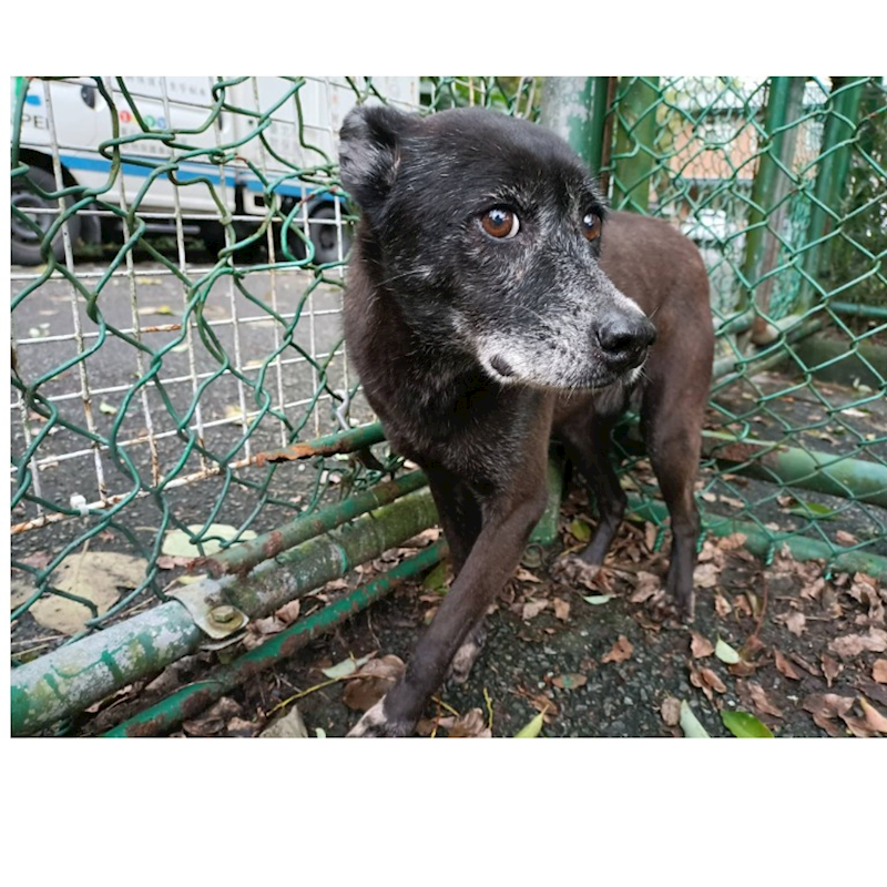 臺北市動物之家,編號:31212, 混種犬          