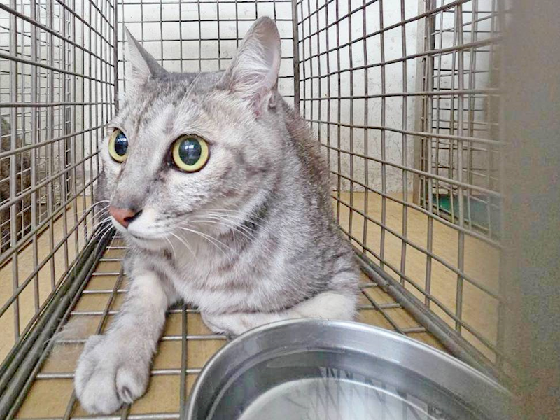 臺北市動物之家,編號:448050, 混種貓                 