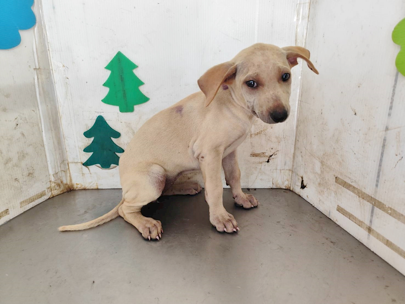高雄市燕巢動物保護關愛園區,編號:461527, 混種犬          