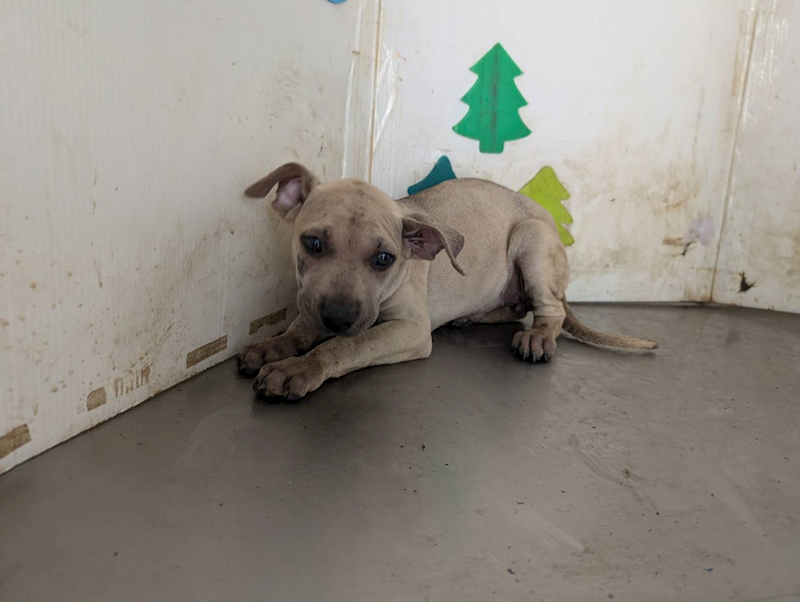 高雄市燕巢動物保護關愛園區,編號:461526, 混種犬          