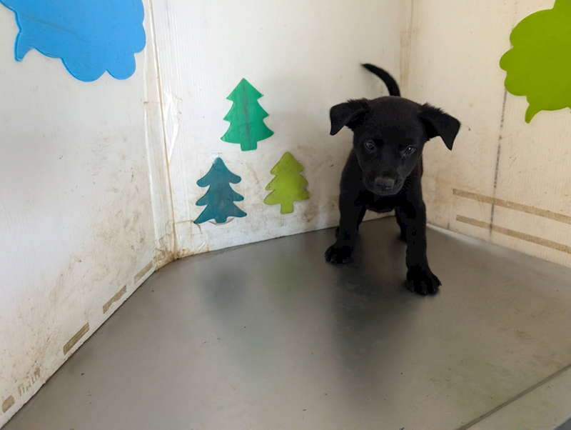 高雄市燕巢動物保護關愛園區,編號:461524, 混種犬          