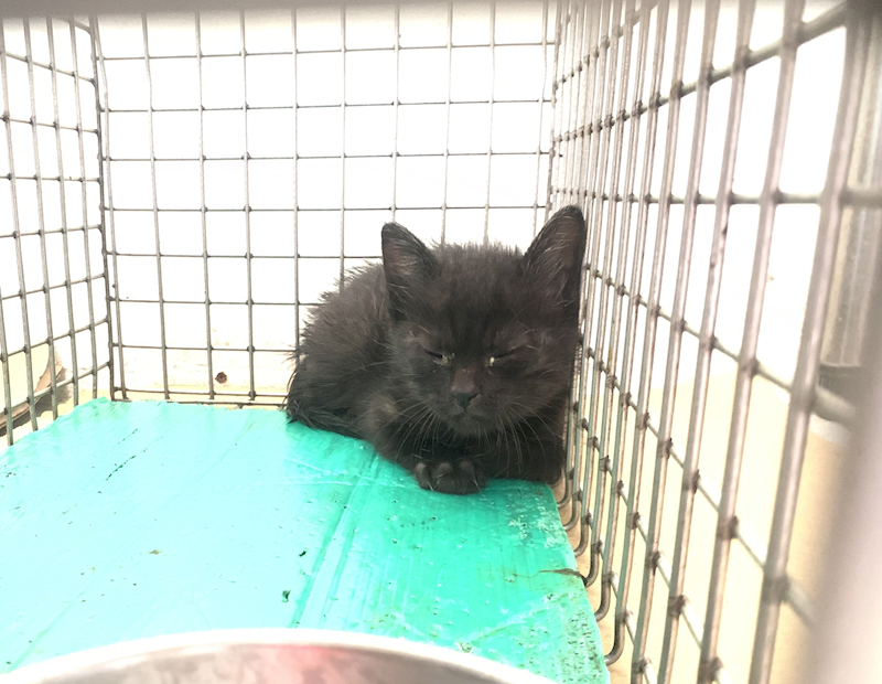 臺北市動物之家,編號:461522, 混種貓                 