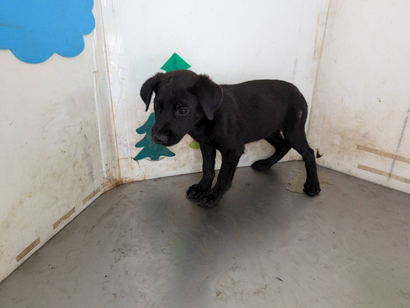 高雄市燕巢動物保護關愛園區,編號:461523, 混種犬          