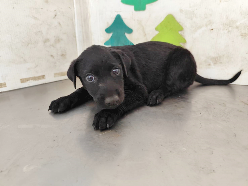 高雄市燕巢動物保護關愛園區,編號:461518, 混種犬          