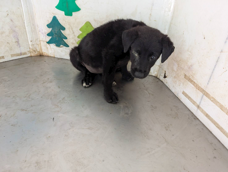 高雄市燕巢動物保護關愛園區,編號:461517, 混種犬          