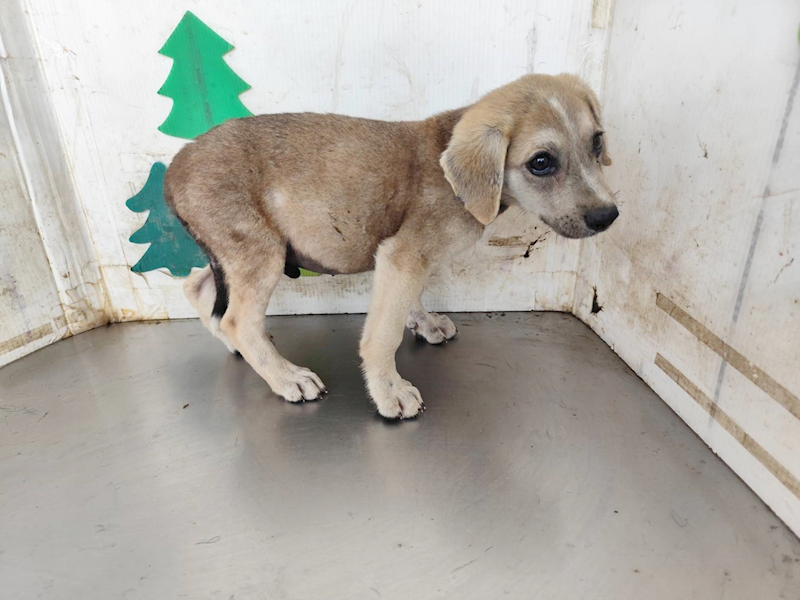 高雄市燕巢動物保護關愛園區,編號:461514, 混種犬          