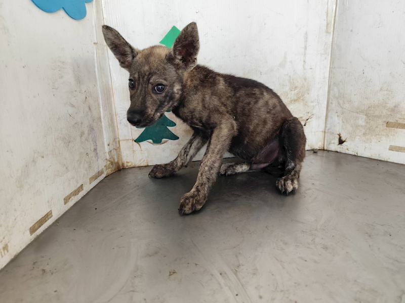 高雄市燕巢動物保護關愛園區,編號:461511, 混種犬          