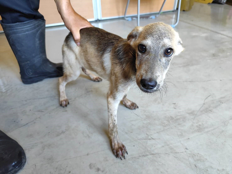 高雄市燕巢動物保護關愛園區,編號:461506, 混種犬          