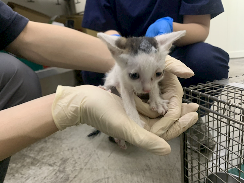 臺北市動物之家,編號:461503, 混種貓                 