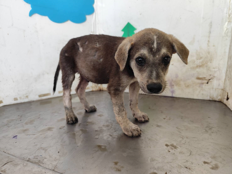 高雄市燕巢動物保護關愛園區,編號:461502, 混種犬          