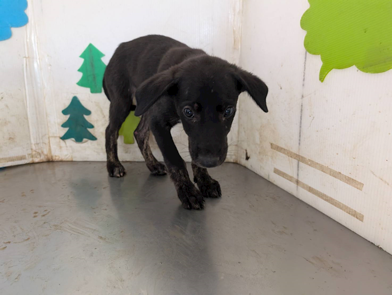 高雄市燕巢動物保護關愛園區,編號:461500, 混種犬          